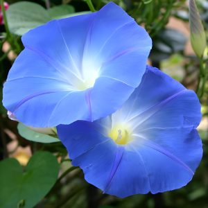 250 Blue Morning Blooming Vine Seeds – Non-GMO Heirloom Seeds for Planting – Morning Glory Seeds – Perennial Flower Seeds – Flower Seeds Packets – Heavenly Blue Morning Glory Seeds for Planting